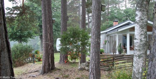 Ett tio- årigt samtalsämne, vilka tallar ska vara kvar?