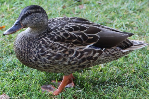 Det var inte uppskattat att gå in i köket, bäst jag går tillbaka till mina kompisar.