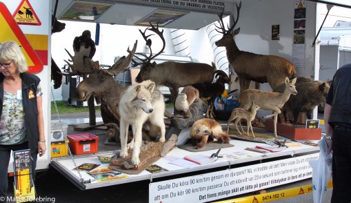 Otroligt mycket farliga saker utmed vägarna...