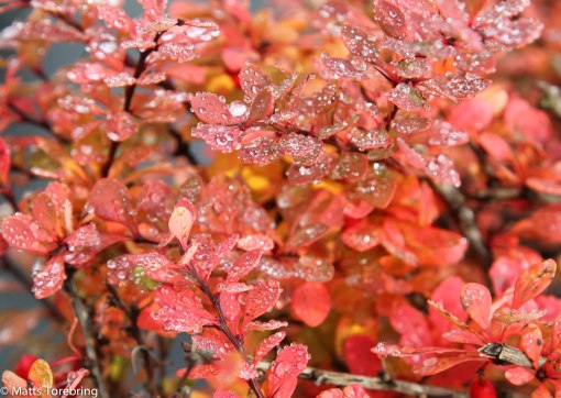 Det föll ett lätt regn på natten och vattendropparna ligger kvar på buskarna
