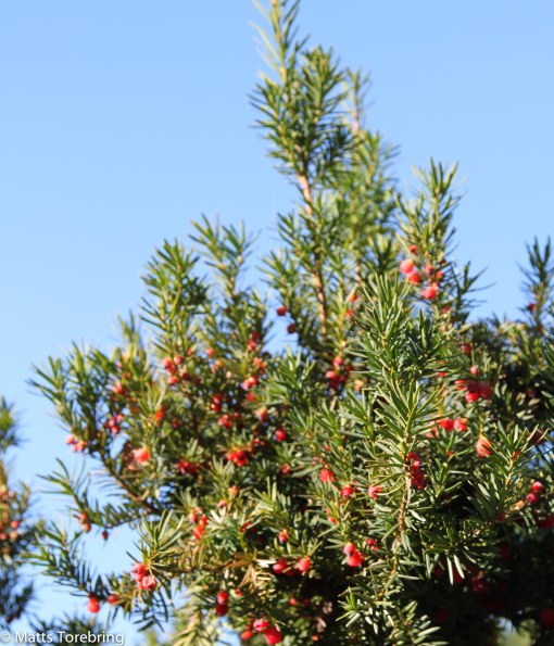 Det är gott om bär på Idegranarna jag har. 