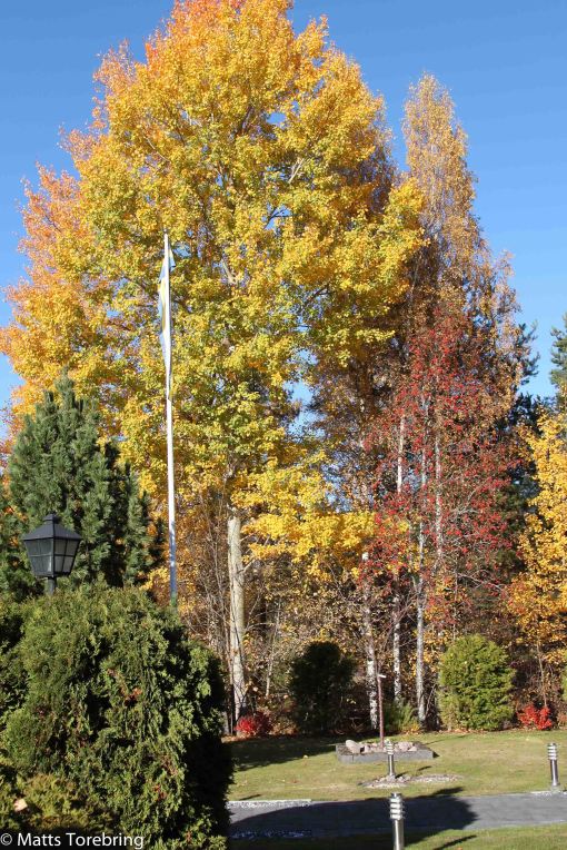 Asparna var tre stor buskar när vi flyttade in för 23 år sedan