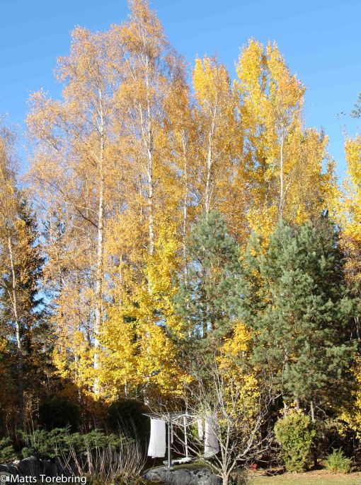 Baksidan ner mot storskogen