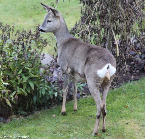 på fem meters avstånd