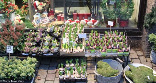 Dags att köpa hyazinter till jul