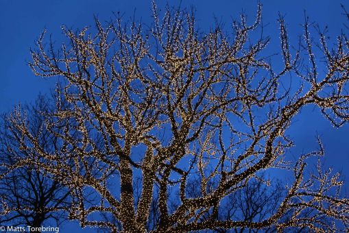 Allt lyser så vackert, ta kort , ta kort...