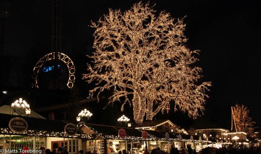 Lysande träd vart man vänder sig