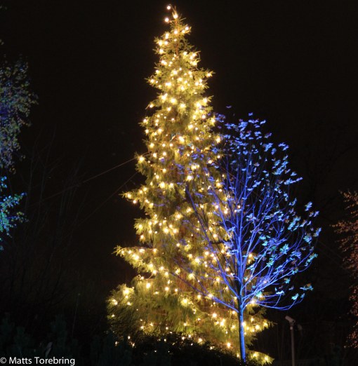 Mängder av  de vackraste julgranar.