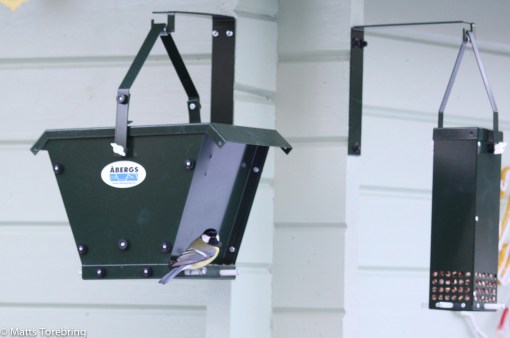 Första fågelbordet