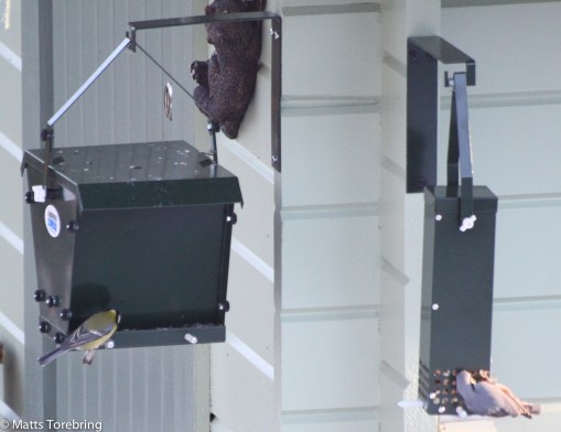 Huvudrätt och dessert för mina fåglar