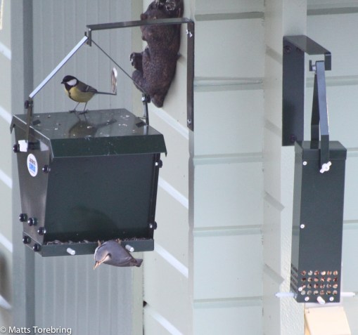 Nu sitter dom och gör sina behov på taket