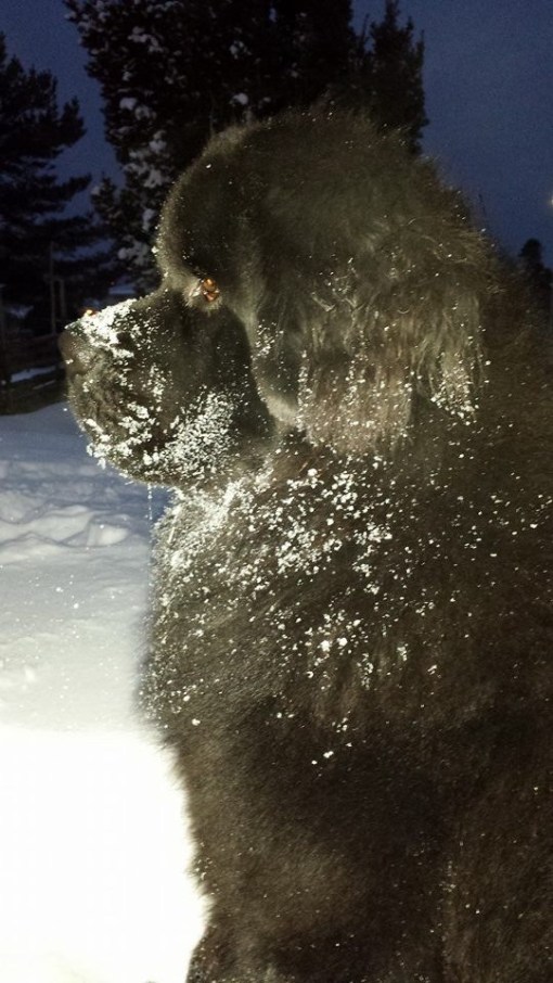 Annika Fischerströms Hund