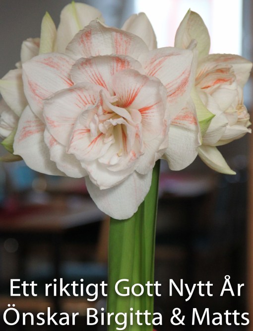 Blomsterprakt i julgruppen från Nordea Bank AB