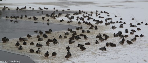 Vi tar promenadstråket utmed ån in till stan.