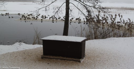 En riktig matlåda full med säd till fåglarna.