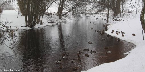 Massor av änder i det öppna vattendraget