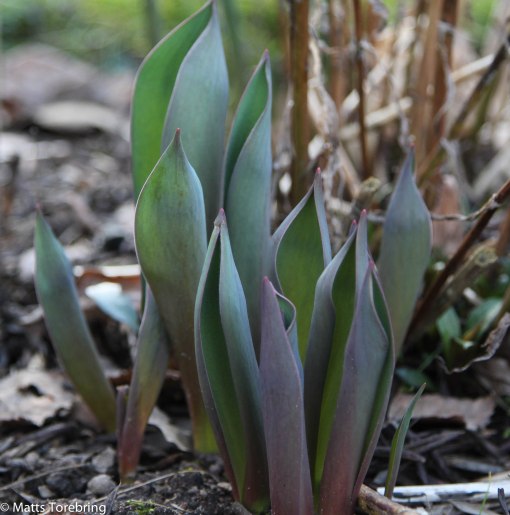 Mina egna tulpaner på god väg upp ur jorden.
