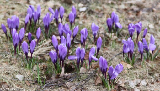 Det blommar i trädgårdarna till sommarstugorna runt sjön.
