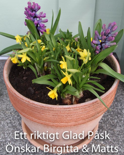 Årets första uteplantering