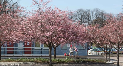 Nere vid hamntorget står träden i blom