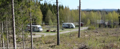 Halv fem på morgonen vaknade jag till fågelkvitter