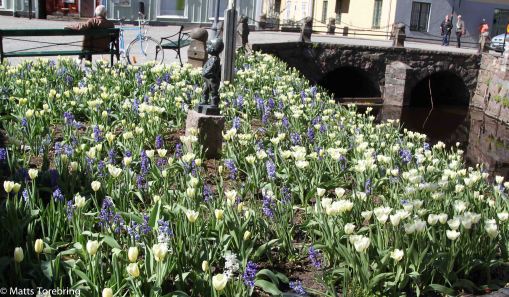 Utmed Norra Storgatan fanns dessa blommor