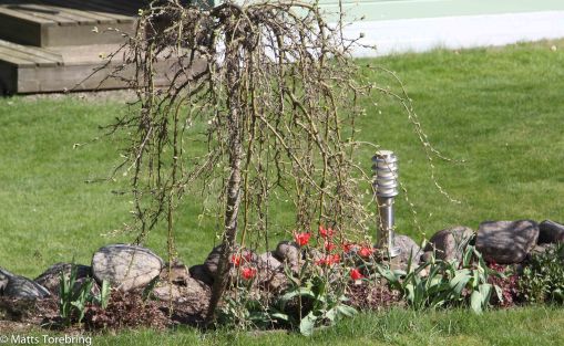 Tulpanerna är redan överblommade