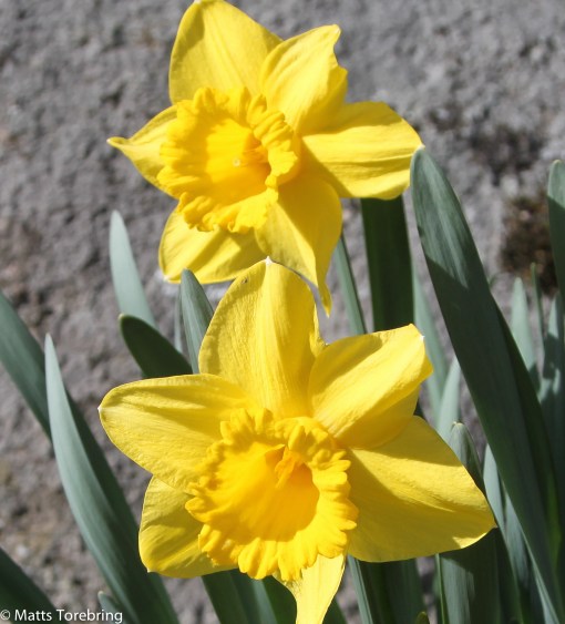 Desista påskliljorna har nästan blommat över.