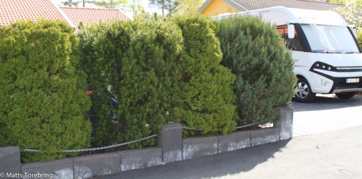 Länge har jag tänkt att gallra bort en av buskarna