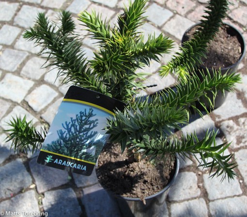 En fransk torghandlare sålde buskar och blommor.