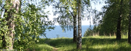 Mycket vacker natur på Villa Björkhagens Camping, men mycket eftersatt underhåll.