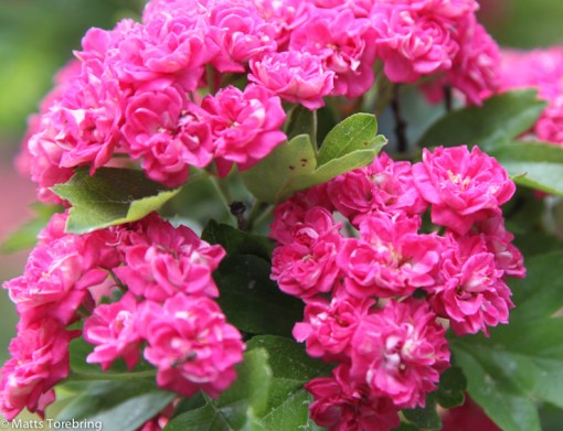 Mina nyutslagna blommor hemma. vill jag överlämna som tack till styrelsen.