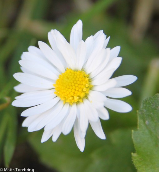 Experimentfoto blommor