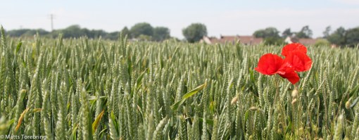 Jorbruken har enorma arealer.