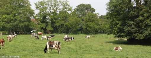 En bild som lika gärna kunde vara hemma i Småland.