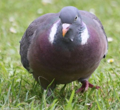 Våra grannar såg lika frågande ut som vi. blir det regn eller ska vi ut och cykla.
