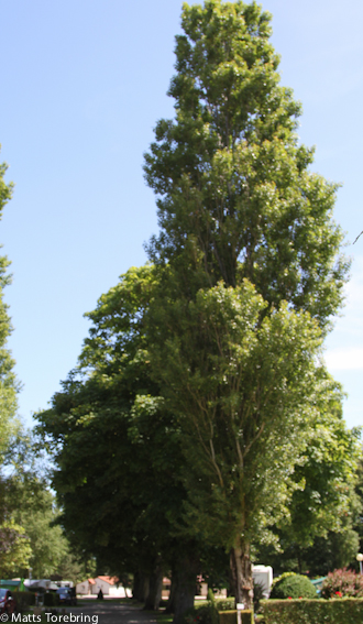 Det är så pampigt med alla stora träd på campingen.