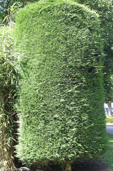En vackert formklippt Thujabuske