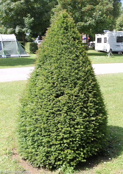 En vackert formklippt Idegran