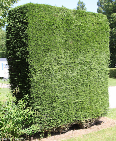 Ytterligare en vackert formklippt Thujabuske