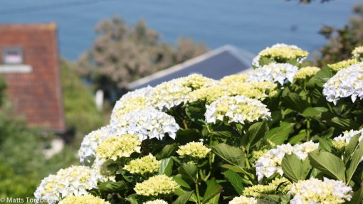 Hortencia, är det också ett låneord från franskan?