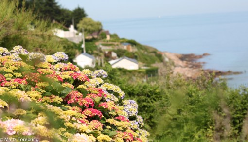 Hortencia på en sluttning ned mot Atlanten