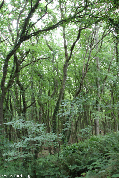 Bland ruinerna reser sig ett märkligt skogsparti.