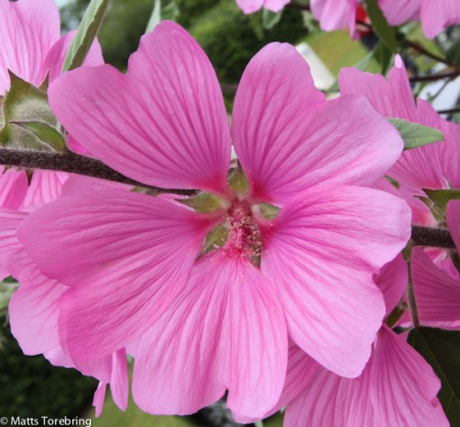 Det finns lite blommor som lyser upp här.