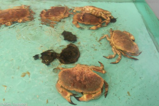 I fiskavdelningens damm simmar krabborna omkring, ovetandes om sitt öde