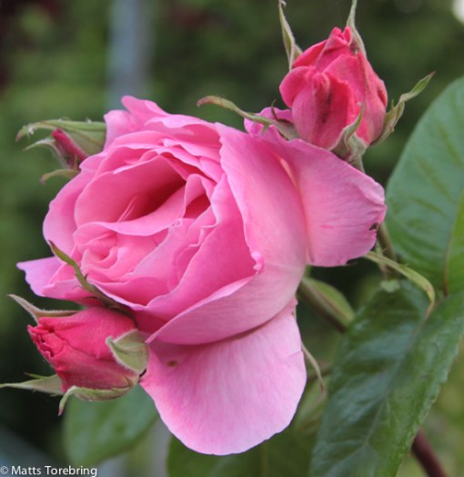 Mycket rosor som är överblommade, men inte denna.