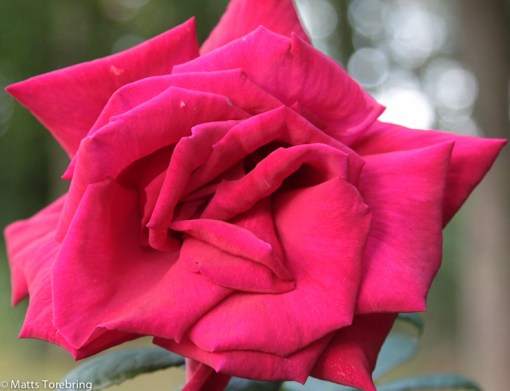 Detta är nog den största ros jag sett, säkert minst 15 cm.