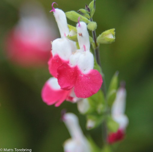 Vacker men kan inte namnet