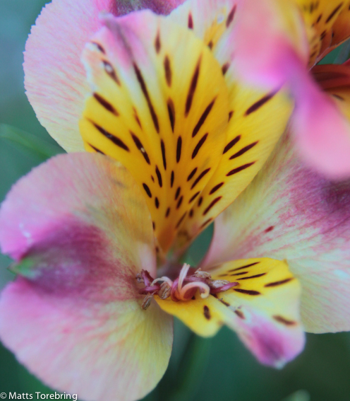 Vacker men kan inte namnet