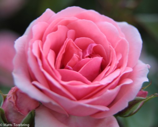 En av tusen rosor som inte blommat öser 